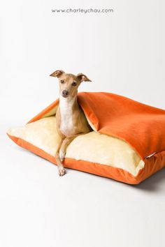 a small dog sitting on top of an orange and white pillow that is folded over