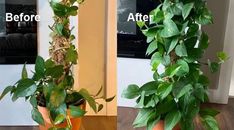 two potted plants are shown before and after they have been removed from the plant