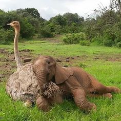 an elephant laying in the grass with its head on an ostrich's back