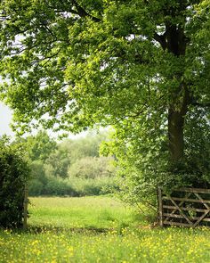 a wooden gate in the middle of a field with yellow flowers on it and trees