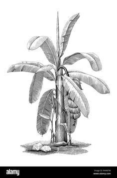 a drawing of a banana tree