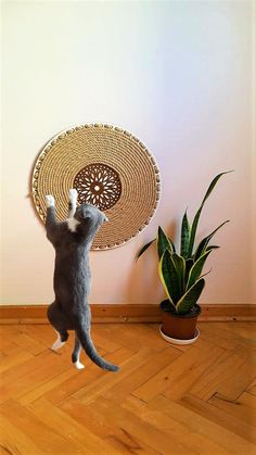 a cat standing on its hind legs in front of a wall with a basket hanging from it's side