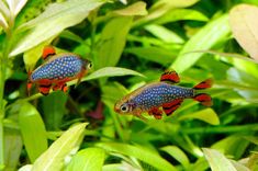 two red and blue fish swimming in some green plants