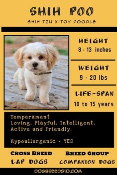 the flyer for shih poo's dog show is shown in black and yellow