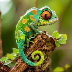 a green and orange chamelon sitting on top of a tree branch with leaves