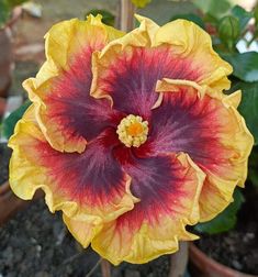 a yellow and red flower sitting in a potted plant next to other plants on the ground