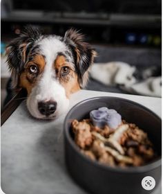 a dog is looking at the camera while eating food from a bowl in front of him