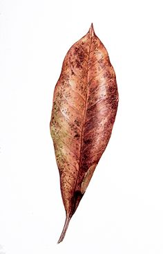 a painting of a leaf on a white background