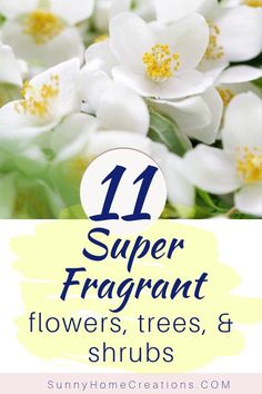 white flowers with the title 11 super fragrantt flowers, trees and shrubs