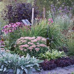 a garden filled with lots of different types of flowers