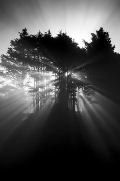 the sun shines through the trees on a foggy day in black and white