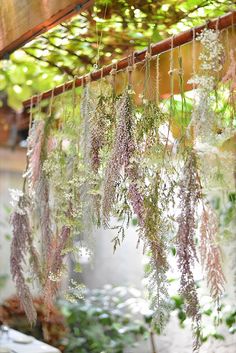 some plants are hanging from the ceiling