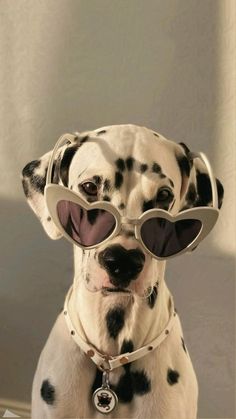 a dalmatian dog with sunglasses on its head