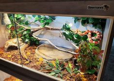 an aquarium filled with lots of plants and rocks