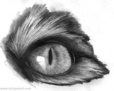 an animal's eye is shown in this black and white photo, which appears to be drawn with colored pencils