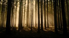 the sun shines through the trees in a forest filled with tall, thin pine trees