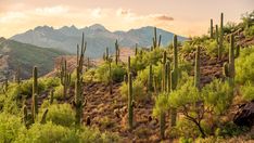 the desert is full of cactus and mountains