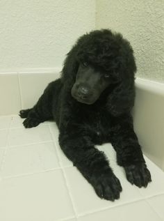 a black poodle laying on the floor in a bath room next to a white wall