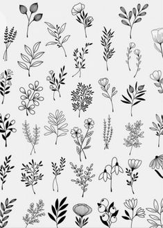 various flowers and leaves drawn in black ink