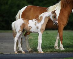 two brown and white horses standing next to each other on a road with grass in front of them