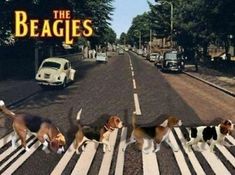 the beagles are crossing the street in front of cars