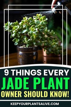 a potted plant with the words 9 things every jade plant owner should know