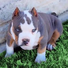 a brown and white pitbull puppy sitting in the grass next to a stone wall