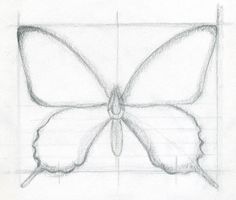 a pencil drawing of a butterfly