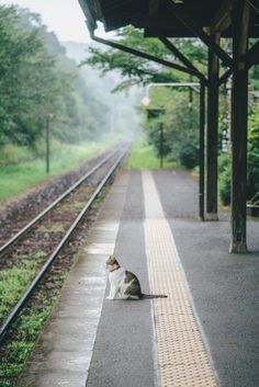 a cat sitting on the side of a train station platform next to a rail road track