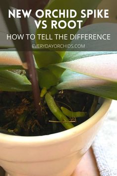 a potted plant with the words new orchid spike vs root how to tell the difference