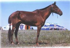 a large brown horse standing on top of a grass covered field with tents in the background