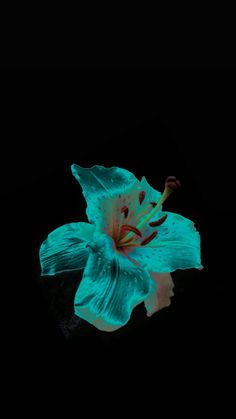 a flower that is sitting in the dark