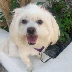 a small white dog sitting on top of a bench