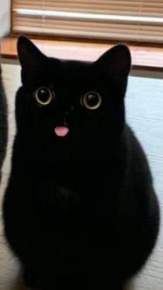 a black cat with its tongue out and eyes wide open, looking at the camera