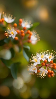 small white flowers with orange centers and green leaves in the foreground, blurry background