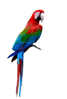 a colorful parrot sitting on top of a tree branch next to a white background,