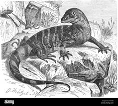 a lizard sitting on top of a rock next to another lizard in the background, vintage line drawing or engraving illustration