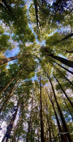 looking up at tall trees in the forest