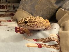 a leopard gecko sitting on top of a bed