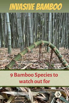 a bamboo forest with the text, 9 bamboo species to watch out for in massive bamboo