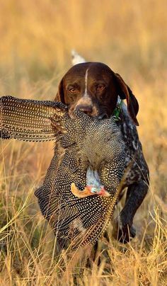 a dog carrying a turkey in its mouth