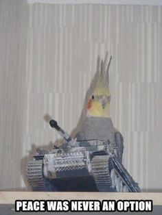 a bird sitting on top of a tank with the caption peace was never an option