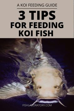 a koi fish swimming in the water with text overlay that reads 3 tips for feeding koi fish