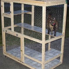 a dog standing on top of a wooden shelf filled with chicken wire and other items