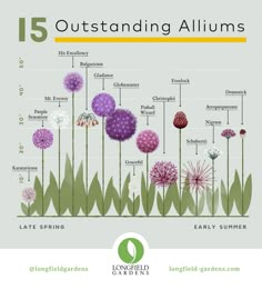 the life cycle of an alliumus plant is shown in purple and green colors