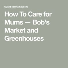 the words how to care for mums - bob's market and greenhouses