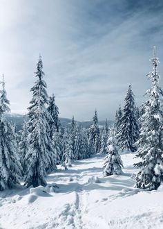 snow covered pine trees in the middle of a snowy landscape