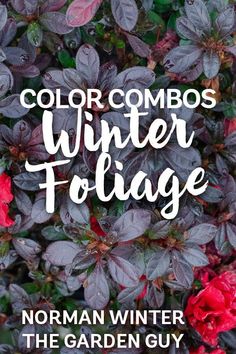 the words color combos winter foliage in white and red on top of purple flowers