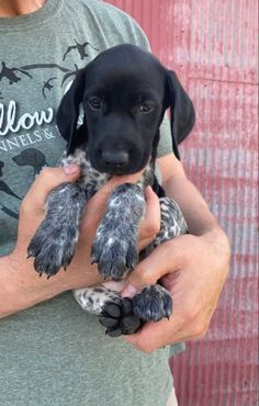 a man holding two puppies in his hands