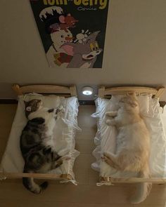 two cats laying on top of beds in a room